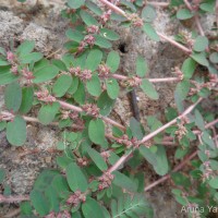 Euphorbia thymifolia L.